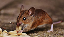 24 Hour & Emergency Exterminators in Roxobel, NC